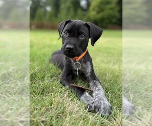 German Shorthaired Pointer-Unknown Mix Dogs for adoption in Greenville, SC, USA