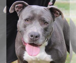 American Pit Bull Terrier Dogs for adoption in Lovingston, VA, USA