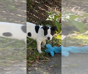 Boxador Dogs for adoption in Mobile, AL, USA
