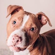 American Staffordshire Terrier Dogs for adoption in Huntley, IL, USA