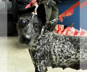 Mutt Dogs for adoption in Alameda, CA, USA