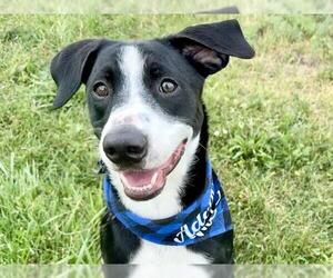 Borador Dogs for adoption in Pueblo, CO, USA