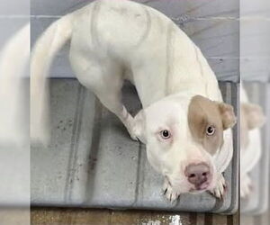 American Staffordshire Terrier-Labrador Retriever Mix Dogs for adoption in Brewster, NY, USA