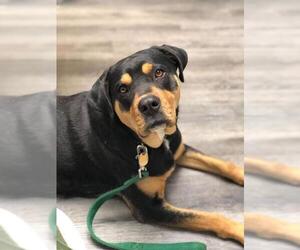 Labrottie Dogs for adoption in Attalka, AL, USA