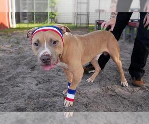 Mutt Dogs for adoption in Sanford, FL, USA