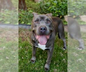 Bullypit Dogs for adoption in Dana Point, CA, USA