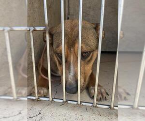 American Pit Bull Terrier-Unknown Mix Dogs for adoption in Oklahoma City, OK, USA