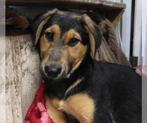 Mutt Dogs for adoption in Thief River Falls, MN, USA