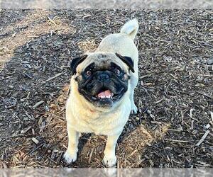Pug Dogs for adoption in Orange, CA, USA