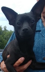 Chihuahua-Unknown Mix Dogs for adoption in Pottstown, PA, USA