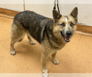 Gerberian Shepsky Dogs for adoption in Martinez, CA, USA