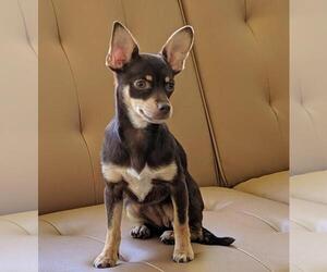 Miniature Pinscher Dogs for adoption in San Francisco, CA, USA