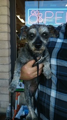Medium Photo #1 Mutt Puppy For Sale in Encino, CA, USA