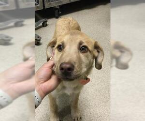 Great Pyrenees-Unknown Mix Dogs for adoption in Riverside, CA, USA