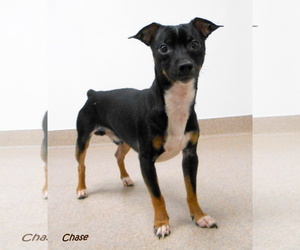 Chipin Dogs for adoption in Oskaloosa, IA, USA