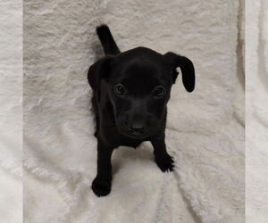 Rat-Cha Dogs for adoption in St. Louis Park, MN, USA