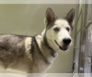 Siberian Husky Dogs for adoption in Bakersfield, CA, USA