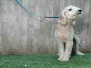 Goldendoodle Dogs for adoption in Orlando, FL, USA