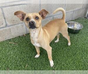 Chihuahua Dogs for adoption in Corona, CA, USA