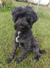 Tibetan Terrier Dogs for adoption in St. Louis Park, MN, USA