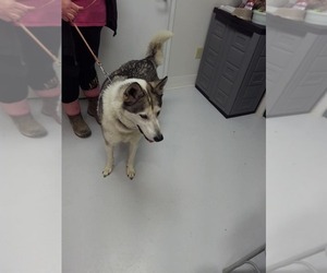 Siberian Husky Dogs for adoption in Mt. Gilead, OH, USA