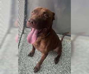 American Pit Bull Terrier Dogs for adoption in Salisbury, NC, USA