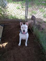 American Staffordshire Terrier Dogs for adoption in Pandora, TX, USA