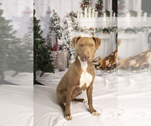 Labrador Retriever-Unknown Mix Dogs for adoption in Foristell, MO, USA