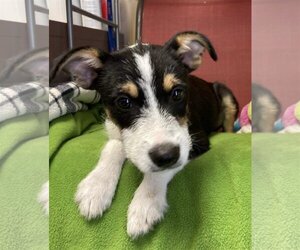 Jack-Rat Terrier Dogs for adoption in Pleasanton, TX, USA