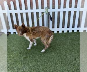 Border Collie-Unknown Mix Dogs for adoption in Modesto, CA, USA