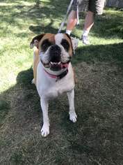 Boxer-Unknown Mix Dogs for adoption in Littleton, CO, USA