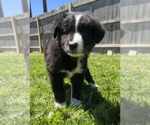 Border-Aussie Dogs for adoption in Aurora, IN, USA