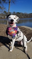Dalmatian Dogs for adoption in Fayetteville, GA, USA