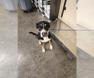 Mutt Dogs for adoption in Orange, CA, USA