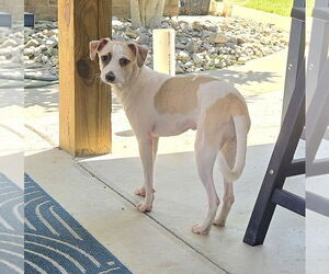 Greyhound-Whippet Mix Dogs for adoption in Virginia Beach, VA, USA