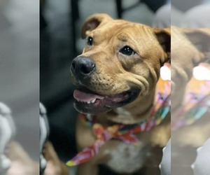 Labrador Retriever-Unknown Mix Dogs for adoption in Minneapolis, MN, USA