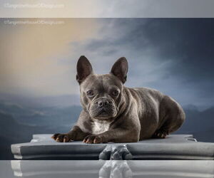French Bulldog Dogs for adoption in St. Louis Park, MN, USA