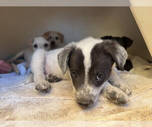 Brittany-Dachshund Mix Dogs for adoption in Williamsburg, NM, USA