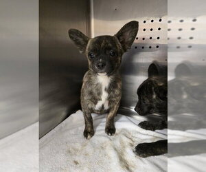 Mutt Dogs for adoption in Rancho Cucamonga, CA, USA