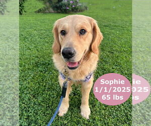 Golden Retriever Dogs for adoption in West Hollywood, CA, USA