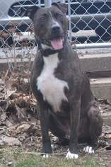 American Pit Bull Terrier Dogs for adoption in bloomington, IL, USA