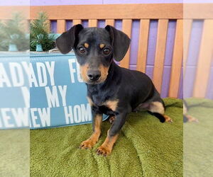 Dachshund-Unknown Mix Dogs for adoption in Genesee, WI, USA