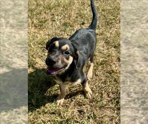 Black and Tan Coonhound-Unknown Mix Dogs for adoption in Conroe, TX, USA