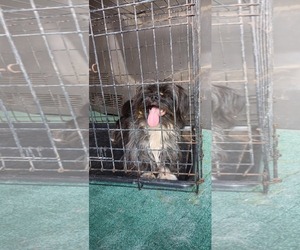 Shih Tzu-Unknown Mix Dogs for adoption in Grafton, WI, USA