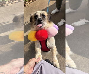 Dachshund-Unknown Mix Dogs for adoption in Holly Springs, NC, USA