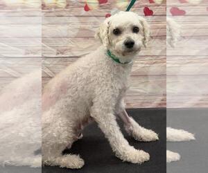 Goldendoodle (Miniature) Dogs for adoption in Westminster, MD, USA