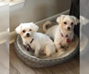 Maltese Dogs for adoption in Nashville, TN, USA