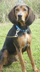 Coonhound-Unknown Mix Dogs for adoption in Potsdam, NY, USA