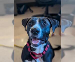 American Pit Bull Terrier-Labrador Retriever Mix Dogs for adoption in Camarillo, CA, USA