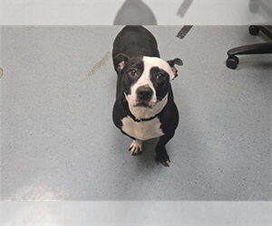 American Pit Bull Terrier-Basset Hound Mix Dogs for adoption in Denver, CO, USA